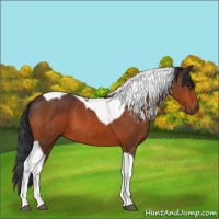 Horse Color:Bay Tobiano 
