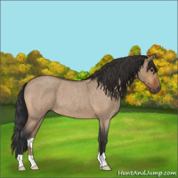 Horse Color:Bay Roan Dun