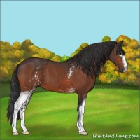 Horse Color:White Spotted Bay 