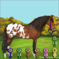 Horse Color:Buckskin Appaloosa