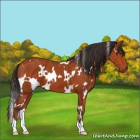 Horse Color:White Spotted Brown 