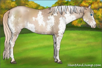 Horse Color:White Spotted Liver Chestnut Pearl Splash Tobiano Rabicano
