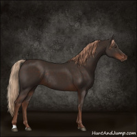Horse Color:Liver Chestnut Rabicano