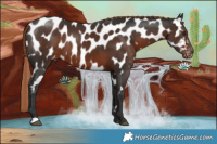 Horse Color:White Spotted Liver Chestnut Near Leopard Rabicano 
