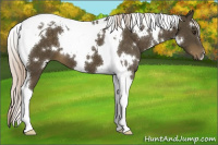 Horse Color:White Spotted Chocolate Palomino Tobiano 