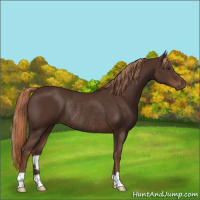 Horse Color:Liver Chestnut Rabicano 