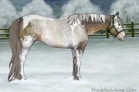 Horse Color:White Spotted Chocolate Palomino Tobiano 