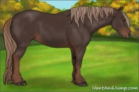 Horse Color:Liver Chestnut Rabicano