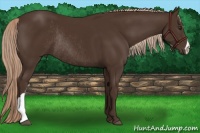 Horse Color:Liver Chestnut Rabicano