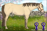 Horse Color:Amber Cream Champagne Dun 