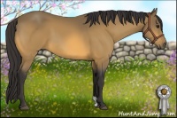 Horse Color:Buckskin 