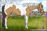 Horse Color:Buckskin Tobiano