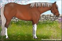 Horse Color:Silver Bay 