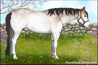 Horse Color:White Spotted Bay 
