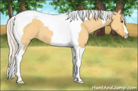 Horse Color:Silver Buckskin Dun Tobiano