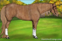 Horse Color:Chestnut and Chestnut