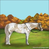 Horse Color:White Spotted Chocolate Palomino Dun Tobiano