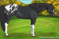 Horse Color:Black Appaloosa