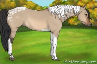 Horse Color:Bay Dun Tobiano 