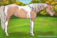 Horse Color:Silver Sable Champagne Tobiano 