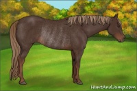 Horse Color:Liver Chestnut Rabicano 