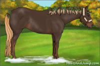 Horse Color:Liver Chestnut Rabicano 