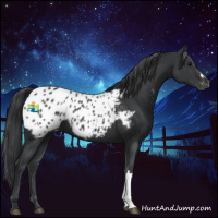 Horse Color:Black Appaloosa 