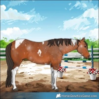 Horse Color:Bay Tobiano 