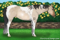 Horse Color:Bay Dun Tobiano 