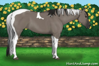 Horse Color:Gray Grullo Tobiano 