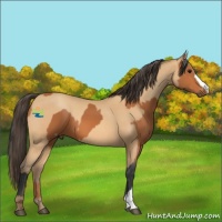 Horse Color:Bay  and Amber Champagne 