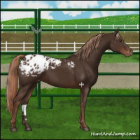 Horse Color:Liver Chestnut Appaloosa 