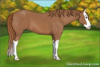 Horse Color:Chestnut Splash 