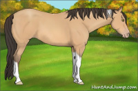 Horse Color:Amber Champagne Tobiano