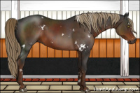 Horse Color:Gray White Spotted Liver Chestnut Sabino Rabicano