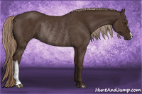 Horse Color:Liver Chestnut Rabicano 