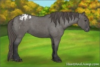 Horse Color:Grullo Appaloosa 