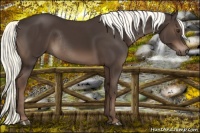 Horse Color:Liver Chestnut Rabicano