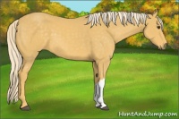 Horse Color:Palomino 