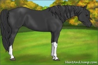 Horse Color:Black 