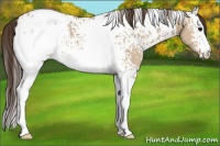 Horse Color:White Spotted Bay Dun Appaloosa 
