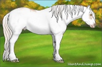 Horse Color:Silver Classic Champagne Sabino Frame Rabicano