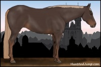 Horse Color:Liver Chestnut Rabicano 
