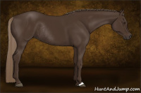 Horse Color:Liver Chestnut Rabicano 
