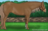 Horse Color:Chocolate Palomino Sabino Rabicano 