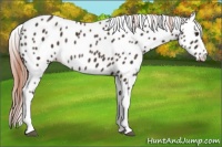 Horse Color:Liver Chestnut Appaloosa Rabicano 