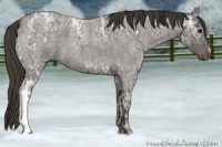 Horse Color:Smoky Blue Ice Roan