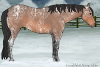 Horse Color:Bay Ice Roan 