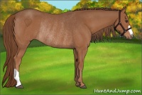 Horse Color:Chestnut Rabicano 