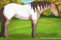 Horse Color:Amber Champagne Appaloosa 